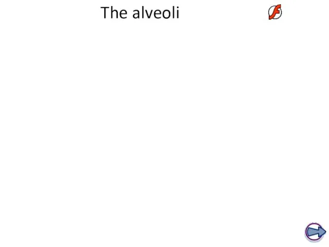 The alveoli