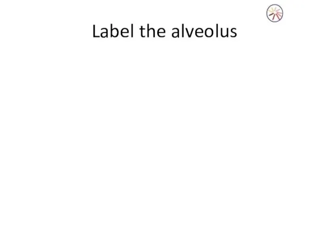 Label the alveolus