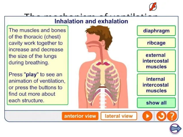 The mechanism of ventilation