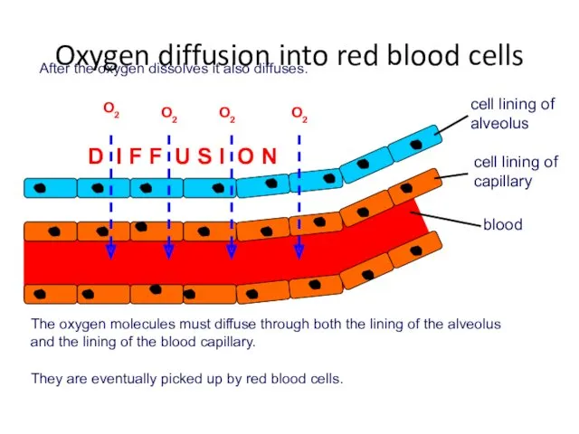 After the oxygen dissolves it also diffuses. O2 O2 O2