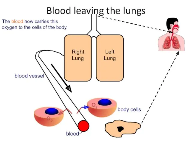 The blood now carries this oxygen to the cells of