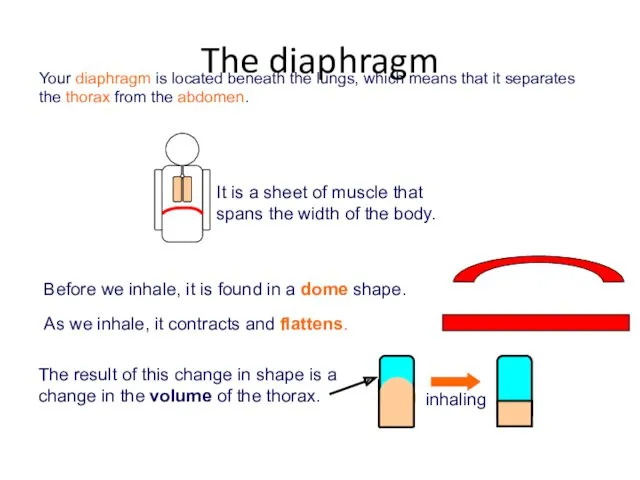 The diaphragm