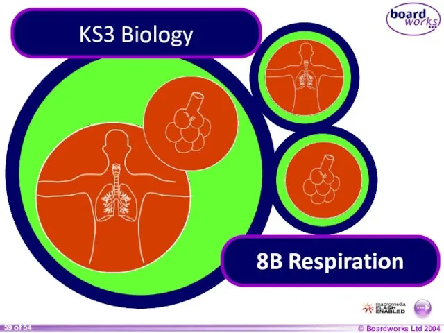 KS3 Biology 8B Respiration