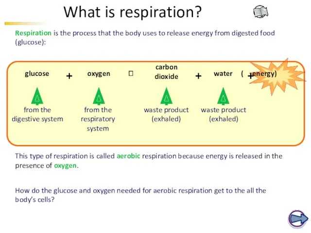 What is respiration? Respiration is the process that the body