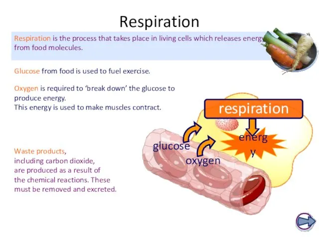 Respiration Glucose from food is used to fuel exercise. Respiration