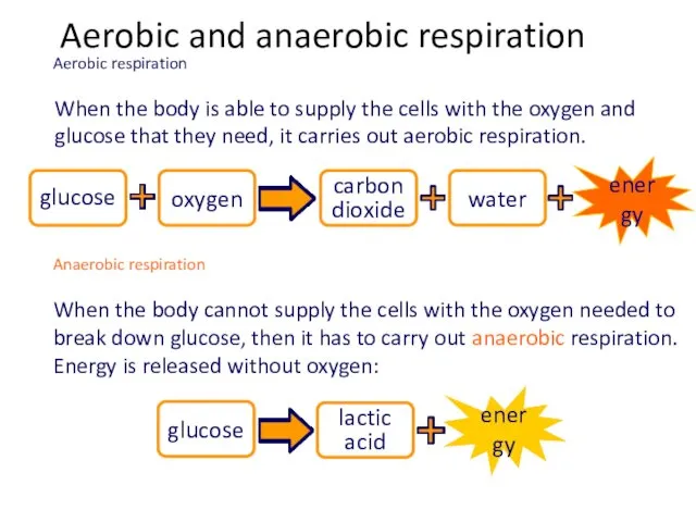 When the body is able to supply the cells with