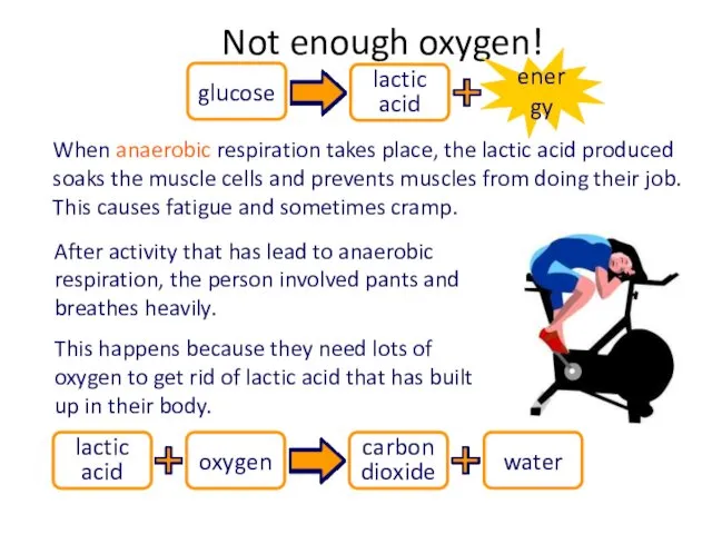 When anaerobic respiration takes place, the lactic acid produced soaks