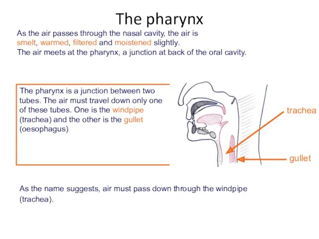 As the air passes through the nasal cavity, the air