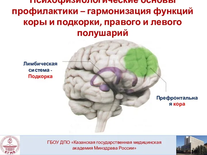 Психофизиологические основы профилактики – гармонизация функций коры и подкорки, правого