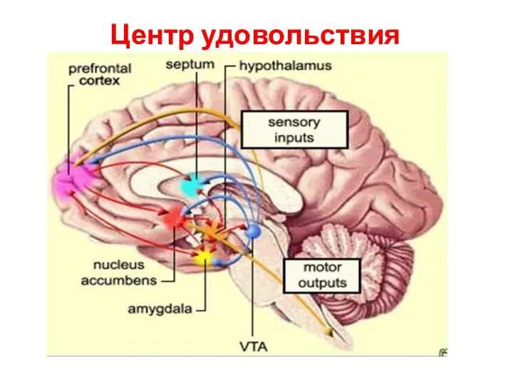 Центр удовольствия