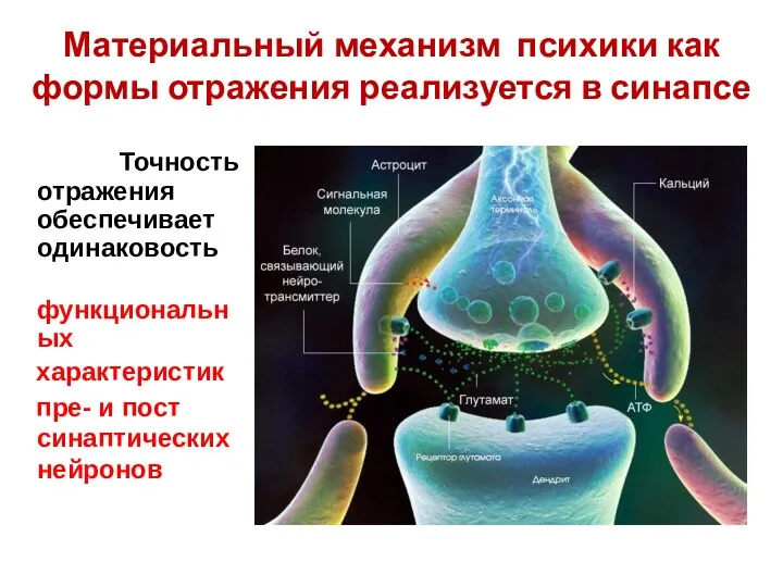 Материальный механизм психики как формы отражения реализуется в синапсе Точность