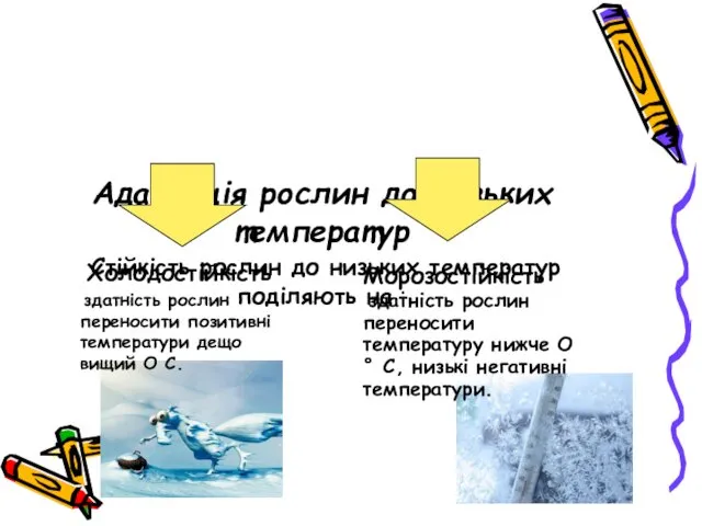 Адаптація рослин до низьких температур Стійкість рослин до низьких температур