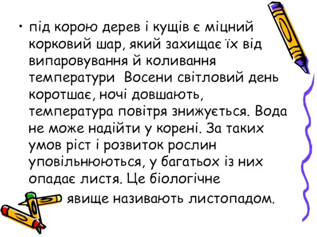 під корою дерев і кущів є міцний корковий шар, який захищає їх від