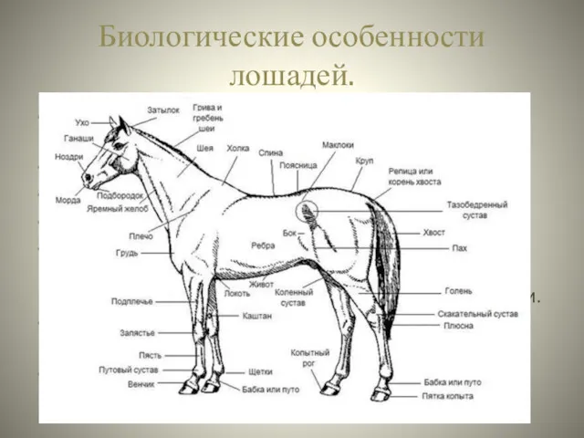 Биологические особенности лошадей. Позвоночник лошади неподвижен (кроме шеи и хвоста).