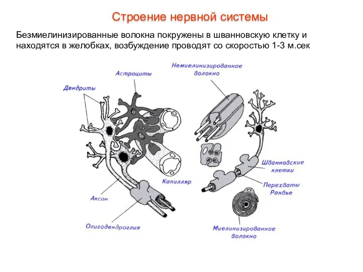 Безмиелинизированные волокна покружены в шванновскую клетку и находятся в желобках,