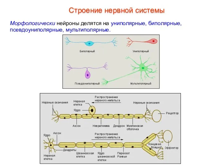 Морфологически нейроны делятся на униполярные, биполярные, псевдоуниполярные, мультиполярные. Строение нервной системы