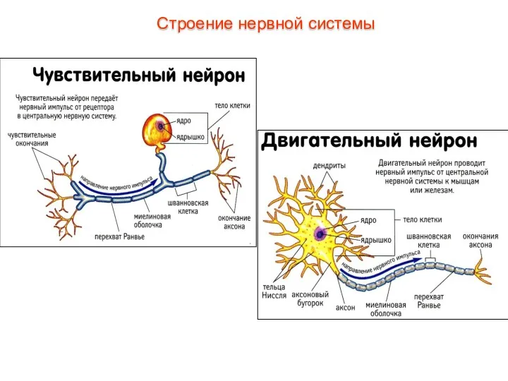 Строение нервной системы