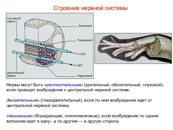 Нервы могут быть чувствительными (зрительный, обонятельный, слуховой), если проводят возбуждение
