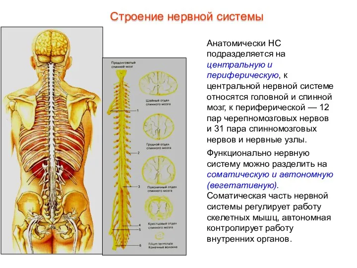 Анатомически НС подразделяется на центральную и периферическую, к центральной нервной