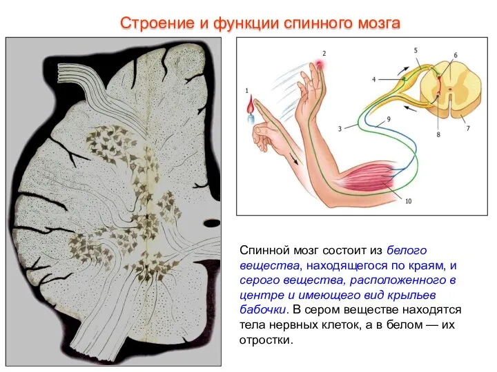 Спинной мозг состоит из белого вещества, находящегося по краям, и