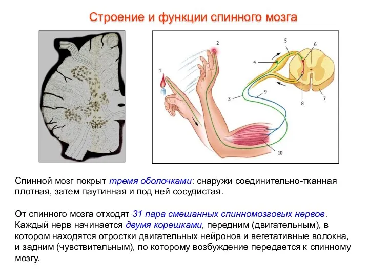 Спинной мозг покрыт тремя оболочками: снаружи соединительно-тканная плотная, затем паутинная