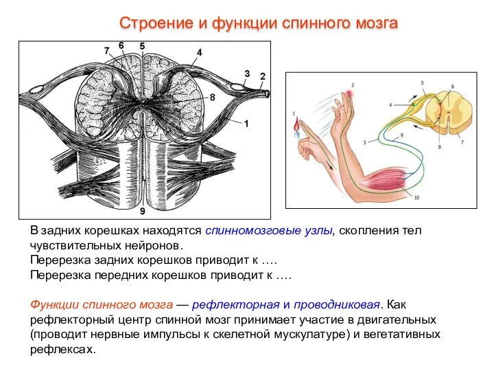 В задних корешках находятся спинномозговые узлы, скопления тел чувствительных нейронов.