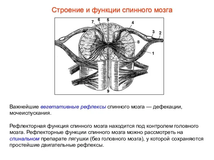 Важнейшие вегетативные рефлексы спинного мозга — дефекации, мочеиспускания. Рефлекторная функция