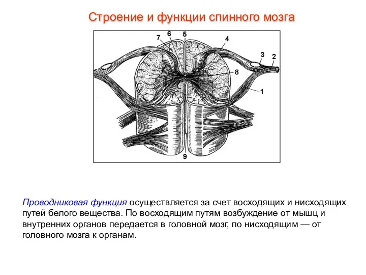 Проводниковая функция осуществляется за счет восходящих и нисходящих путей белого