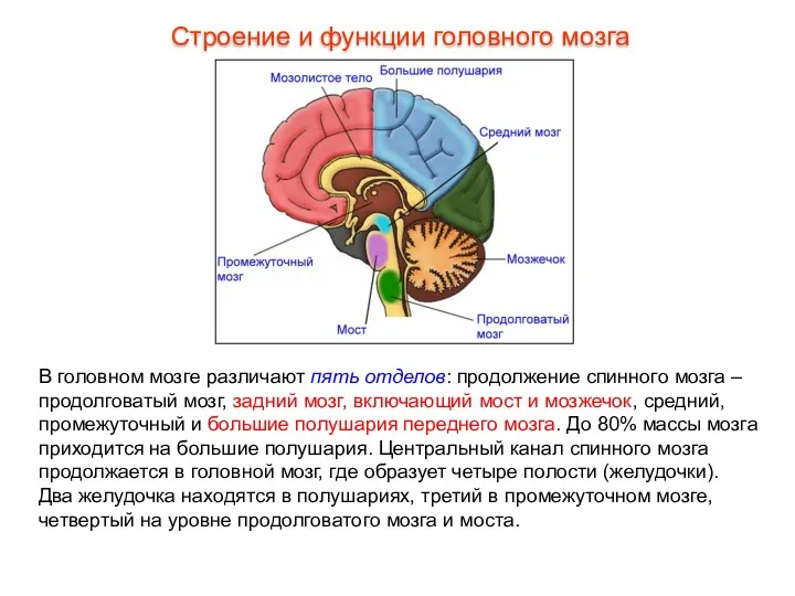 В головном мозге различают пять отделов: продолжение спинного мозга –