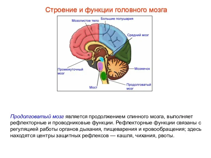 Продолговатый мозг является продолжением спинного мозга, выполняет рефлекторные и проводниковые