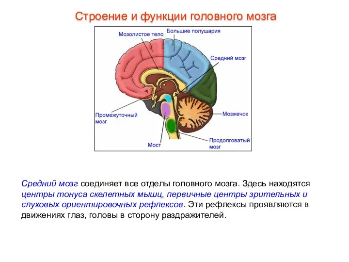 Средний мозг соединяет все отделы головного мозга. Здесь находятся центры