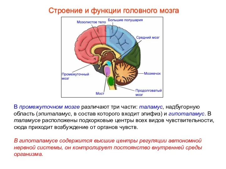 В промежуточном мозге различают три части: таламус, надбугорную область (эпиталамус,