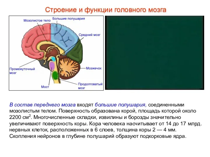 В состав переднего мозга входят большие полушария, соединенными мозолистым телом.