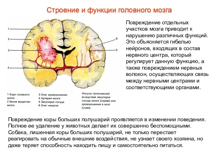 Повреждение отдельных участков мозга приводит к нарушению различных функций. Это