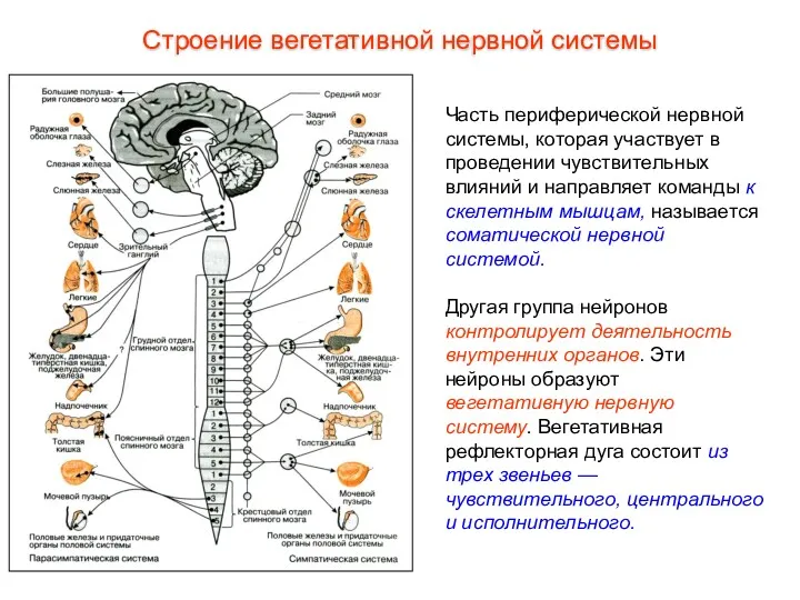 Строение вегетативной нервной системы Часть периферической нервной системы, которая участвует