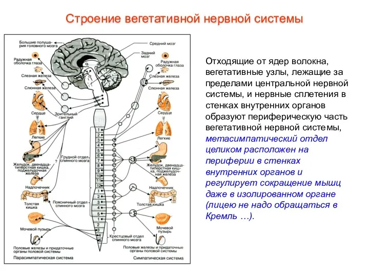 Отходящие от ядер волокна, вегетативные узлы, лежащие за пределами центральной