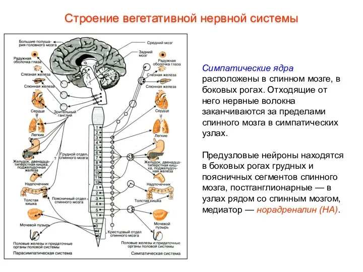 Симпатические ядра расположены в спинном мозге, в боковых рогах. Отходящие