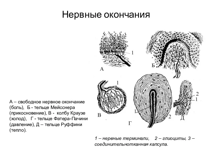 Нервные окончания А – свободное нервное окончание (боль), Б -