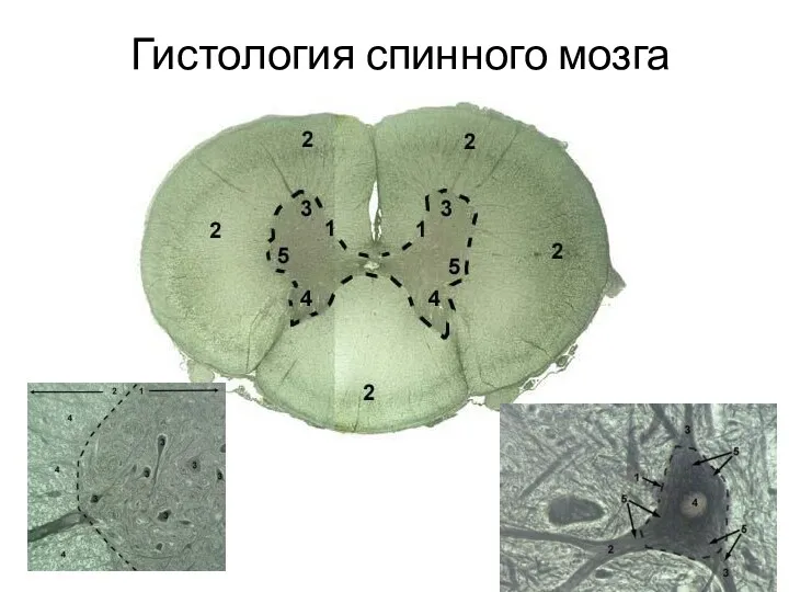 Гистология спинного мозга