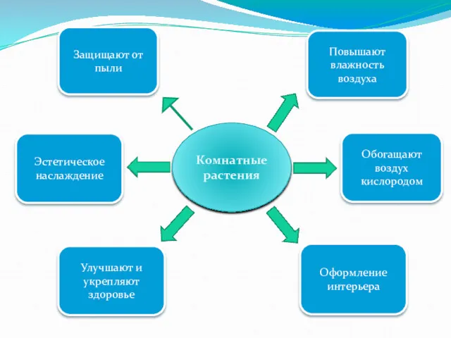 Комнатные растения Защищают от пыли Повышают влажность воздуха Обогащают воздух