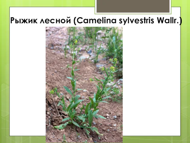 Рыжик лесной (Camelina sylvestris Wallr.)