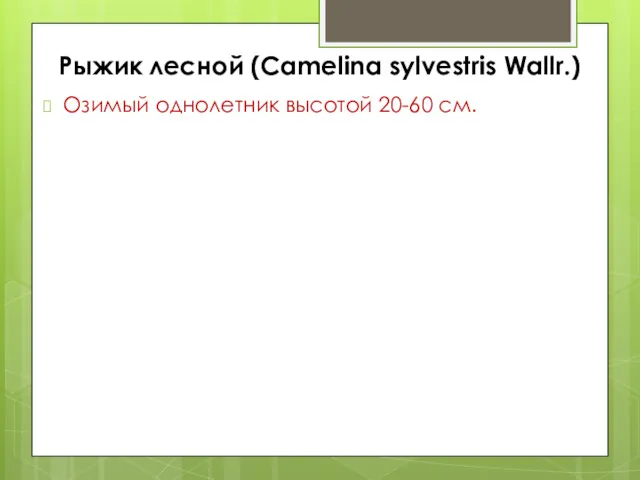 Рыжик лесной (Camelina sylvestris Wallr.) Озимый однолетник высотой 20-60 см.