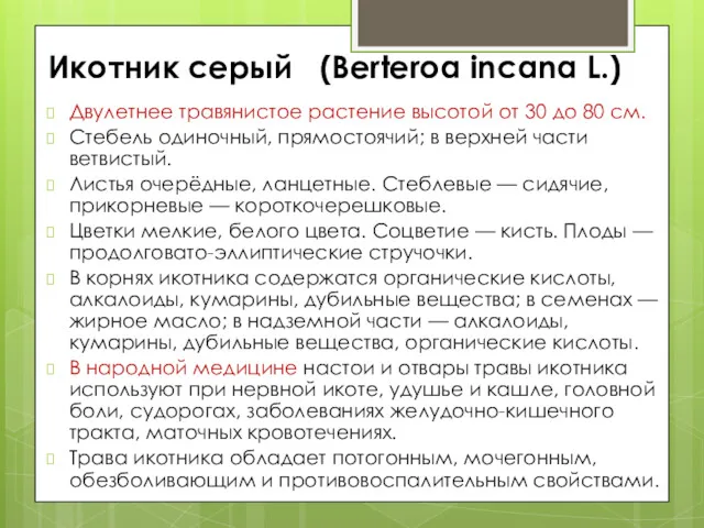 Икотник серый (Berteroa incana L.) Двулетнее травянистое растение высотой от