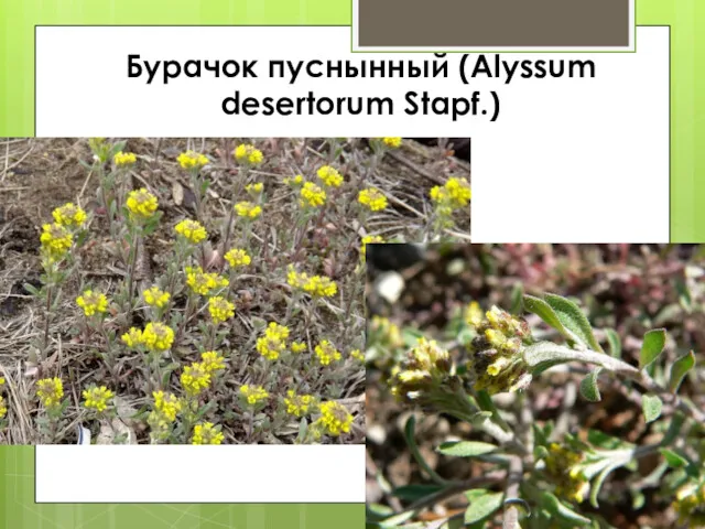 Бурачок пуснынный (Alyssum desertorum Stapf.)