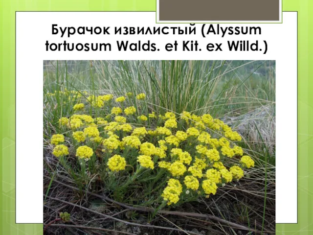 Бурачок извилистый (Alyssum tortuosum Walds. et Kit. ex Willd.)