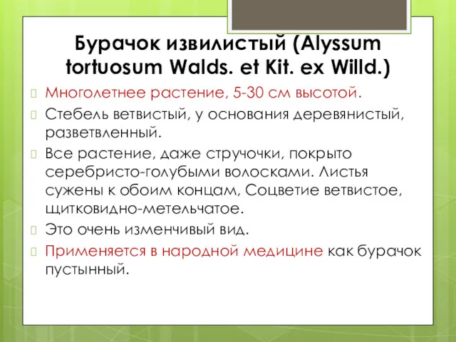 Бурачок извилистый (Alyssum tortuosum Walds. et Kit. ex Willd.) Многолетнее