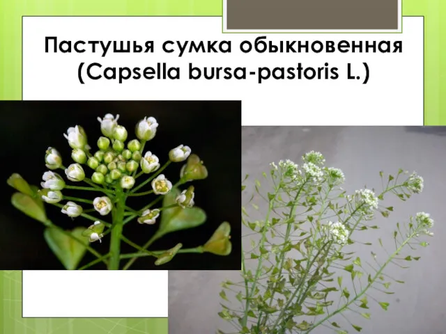 Пастушья сумка обыкновенная (Capsella bursa-pastoris L.)