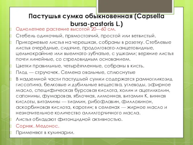 Пастушья сумка обыкновенная (Capsella bursa-pastoris L.) Однолетнее растение высотой 20—60