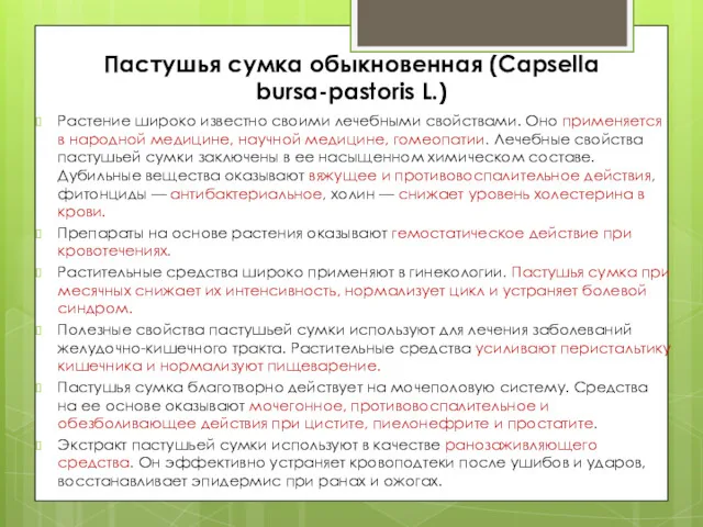 Пастушья сумка обыкновенная (Capsella bursa-pastoris L.) Растение широко известно своими