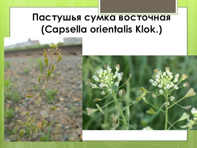 Пастушья сумка восточная (Capsella orientalis Klok.)